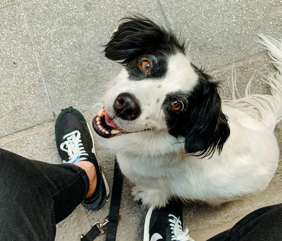 black and white dog looking up at the camera, mouth open, seeming to smile